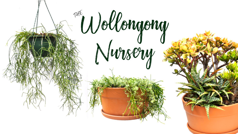 The Wollongong Nursery